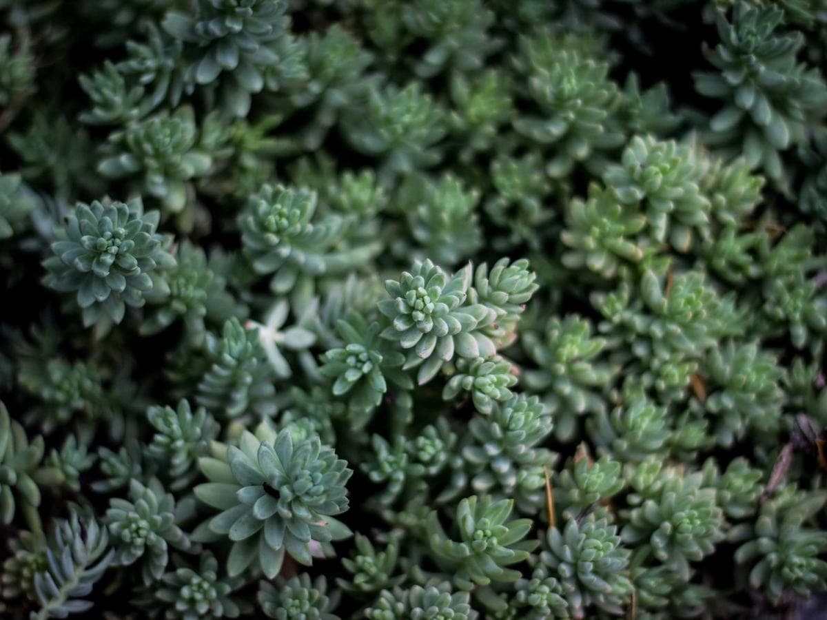 Ritual Offering Vessel